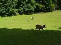 Freigehege