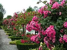 Rosarium                53,542°&nbsp;N, 8,1073°&nbsp;O53.5428.1073