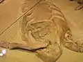 Versteinertes Herz des Thescelosaurus