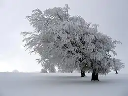 Winterlandschaft auf dem Schauinsland im Schwarzwald