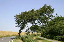 „Windlooper“ nahe Esens in Ostfriesland