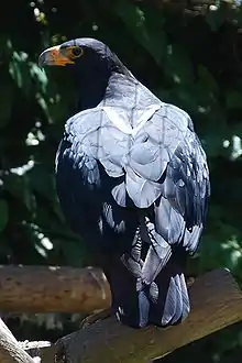 Klippenadler (Aquila verreauxii)