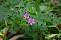 Sauerklee (Wood Sorrel)