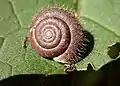 Haarschnecke (Trochulus)