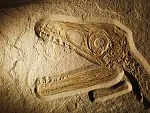 Fossiler Schädel eines jungen Raubsauriers Sciurumimus