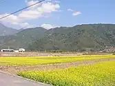 Rapsfeld in Chishang