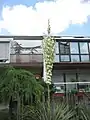 20 Jahre altes Exemplar in Mannheim, Deutschland, winterhart