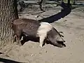 Dänisches Protestschwein