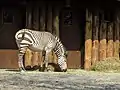 Hartmann-Bergzebra