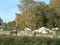 Zebras in der Afrikanischen Ebene