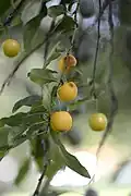 Zibarte (Gelbe)
