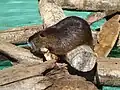 Ruhende Biberratte in ihrem Gehege