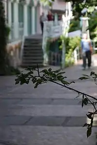 Fotografie eines scharf abgebildeten Baumzweigs in einer unscharf abgebildeten Gasse
