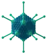 Virion eines Adenovirus