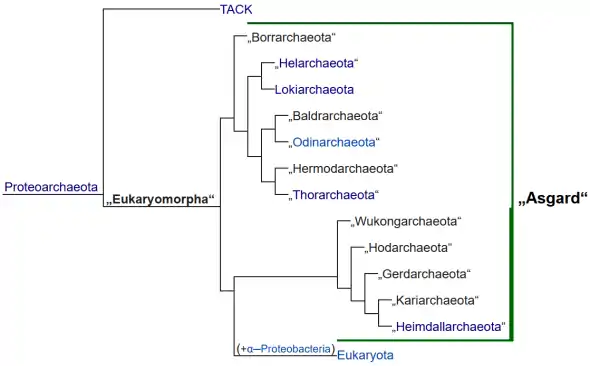 Ungefähre phylogenetische Beziehungen der Mitglieder der Asgard-Archaeengruppe nach Eme (2017), Williams (2019), Liu (2020) et al. Nach Caceres (2019) sollten sich noch die Idunnarchaeota zur Klade aus Heimdall- und Kariarchaeota hinzugesellen.