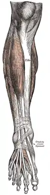 Muskeln des Beines von vorn