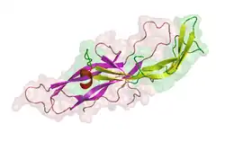 Humanes Choriongonadotropin, β-Untereinheit