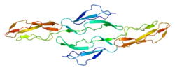 Complement decay-accelerating factor