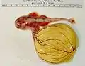 Embryo des ovoviviparen Engelhais mit Dottersack
