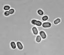 Synechococcus sp. PCC 7002 BF