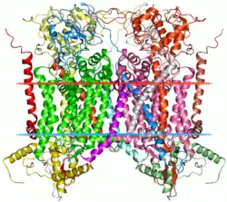 Cytochrom b