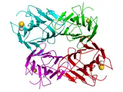 Concanavalin A (Canavalia ensiformis)