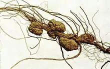 Durch A. tumefaciens hervorgerufene Gallen an den Wurzeln der Pekannuss (Carya illinoinensis).