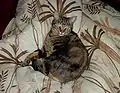 Europäisch Kurzhaar Braun-Tabby