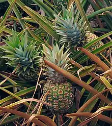 Ananas