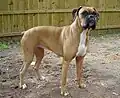 Boxer: Ssi