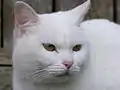 Weiße Katze