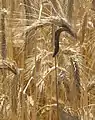 Ergot enthält Ergoline