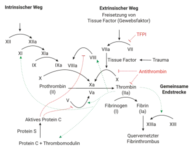 Schematischer Ablauf der plasmatischen Blutgerinnung.