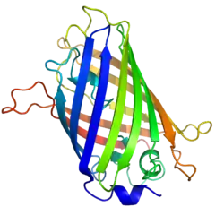 Grün fluoreszierendes Protein