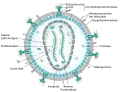 HIV-Virion