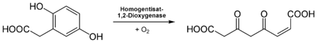 Umwandlung von Homogenisat zu 4-Maleylacetoacetat. Dies wird durch die Homogentisat-1,2-Dioxygenase unter Verbrauch von Sauerstoff katalysiert.