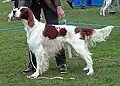 sp Piebald