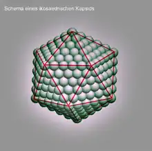 Schema eines ikosaedrischen Viruskapsids