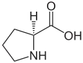 Proteinogene Aminosäure: L-Prolin