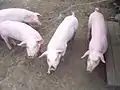 Norwegisches LandschweinDie rosa Farbe der Schweine wird durch eine Mutation des c-Kit-Locus hervorgerufen.
