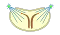 halboffene Pleuromitose