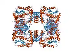 GMP-Synthase