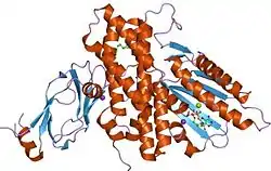 Dihydrolipoyl-Transacetylase