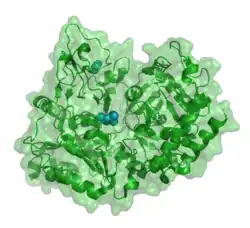 Phosphoenolpyruvat-Carboxykinase 1 (zytosolisch)