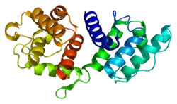 Alpha-Actinin 3