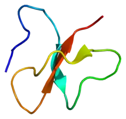 β-Defensin