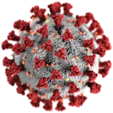 3D-Grafik des SARS-CoV-2-Virions (eingefärbtes Modell)