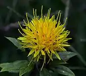 Färberdistel