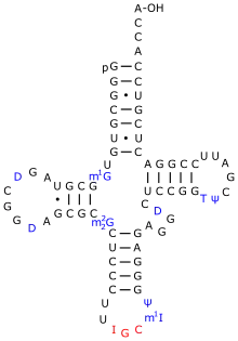 Eine tRNAAla aus S.&nbsp;cerevisiae