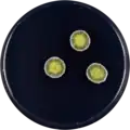 Aspergillus halophilicus growing on CYA plate